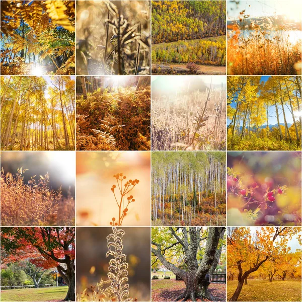 オレンジと黄色の秋のコラージュ 秋の背景 — ストック写真