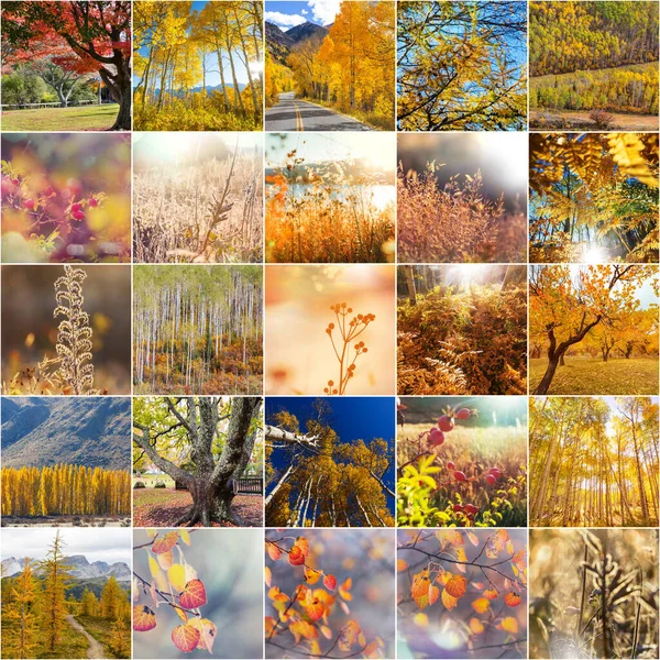 Collage Autunnale Arancione Giallo Autunno Sfondo — Foto Stock