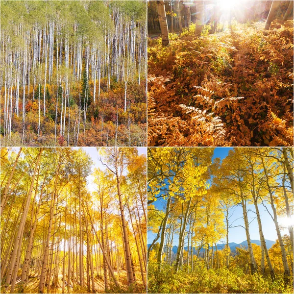 Collage Automne Orange Jaune Fond Automne — Photo