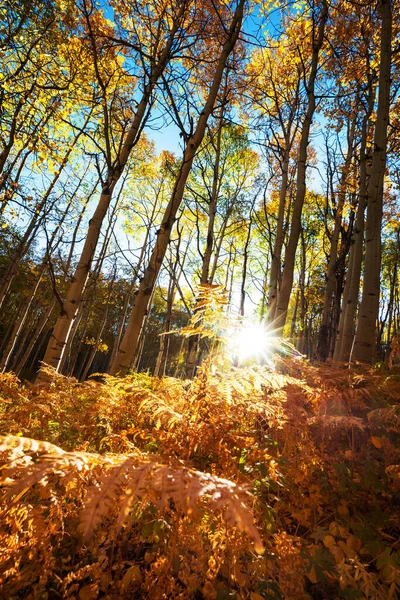 Kleurrijke Zonnige Bos Scene Het Najaar Met Gele Bomen Heldere — Stockfoto