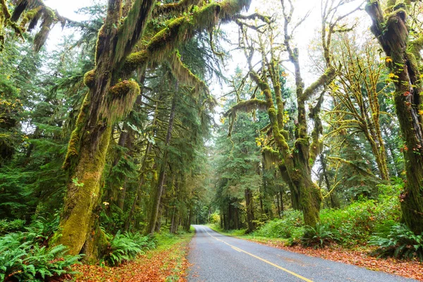 Stagione Autunnale Hoh Rainforest Olympic National Park Usa Bellissimi Paesaggi — Foto Stock