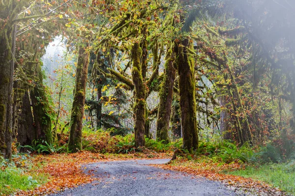 Jesienny Sezon Hoh Rainforest Olympic National Park Usa Piękne Niezwykłe — Zdjęcie stockowe