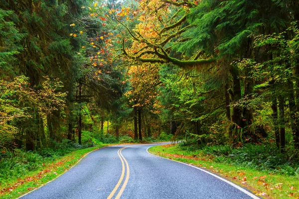 Hoh Yağmur Ormanları Nda Sonbahar Sezonu Olympic National Park Abd — Stok fotoğraf