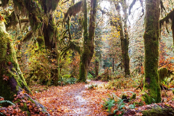 Autumn Season Hoh Rainforest Olympic National Park Usa Beautiful Unusual — Stock Photo, Image