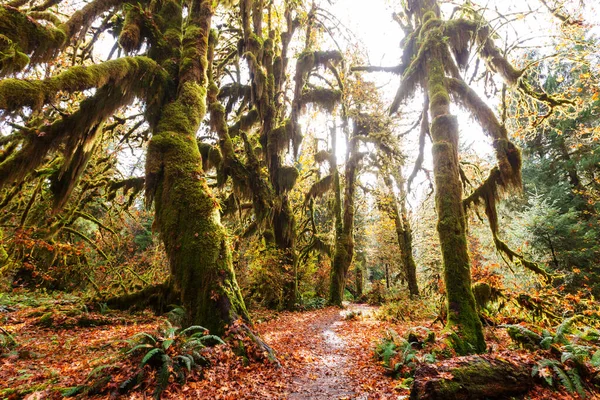 Jesienny Sezon Hoh Rainforest Olympic National Park Usa Piękne Niezwykłe — Zdjęcie stockowe