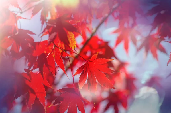 Hojas Amarillas Coloridas Temporada Otoño Primer Plano Tiro Apto Para — Foto de Stock