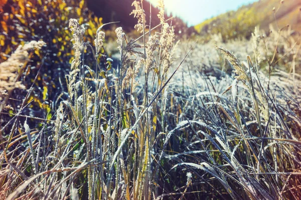 Solrig Efterårseng Naturlig Baggrund - Stock-foto