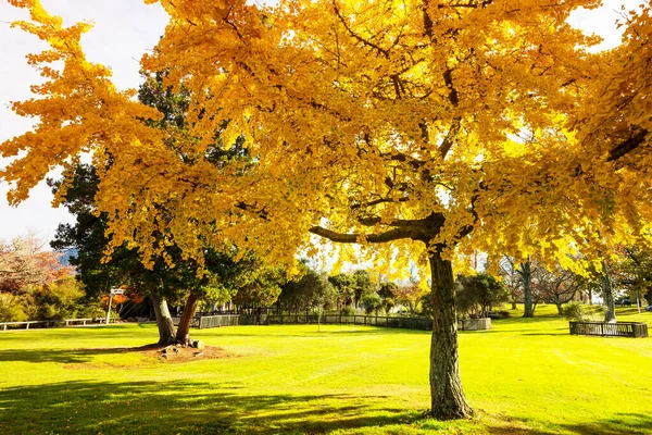 Hermosos Árboles Coloridos Estanque Parque Otoño Nueva Zelanda —  Fotos de Stock