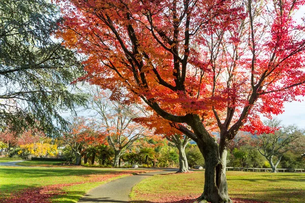 Hermosos Árboles Coloridos Estanque Parque Otoño Nueva Zelanda —  Fotos de Stock