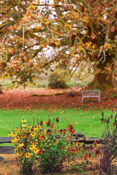 Belles Fleurs Arbres Colorés Dans Parc Automne — Photo