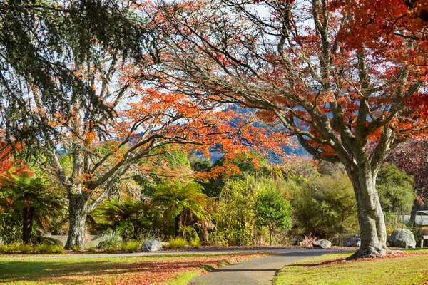 Hermosos Árboles Coloridos Estanque Parque Otoño Nueva Zelanda —  Fotos de Stock