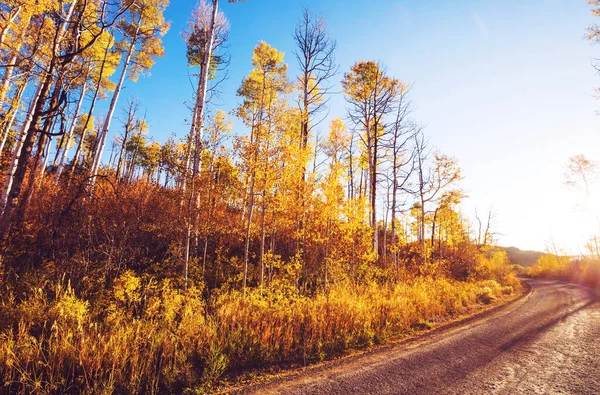 Kleurrijke Herfst Scene Het Platteland Weg Het Bos — Stockfoto
