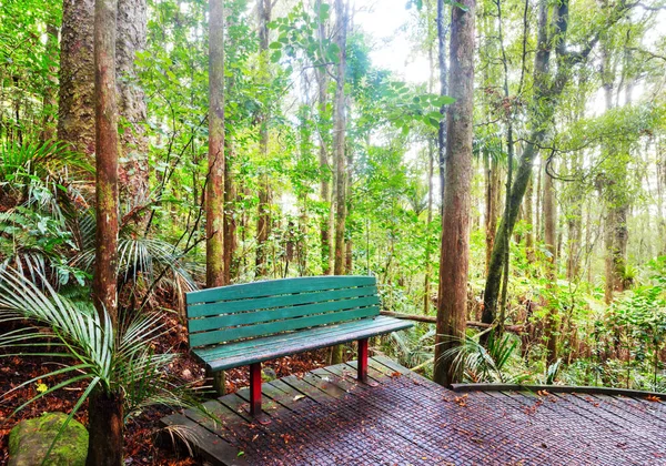 Holzbank Tropenwald Neuseeland — Stockfoto