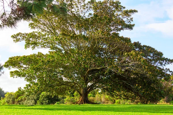 新西兰不同寻常的大树 流浪欲望概念 — 图库照片