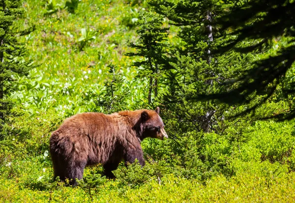 Oso Negro Bosque Canadá Temporada Verano —  Fotos de Stock