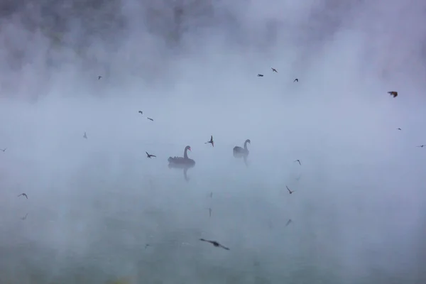ニュージーランドの霧深い湖での黒い白鳥 — ストック写真