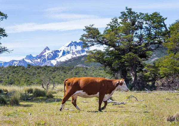 Αγελάδα Στο Λιβάδι Στα Βουνά Της Παταγονίας Αργεντινή — Φωτογραφία Αρχείου
