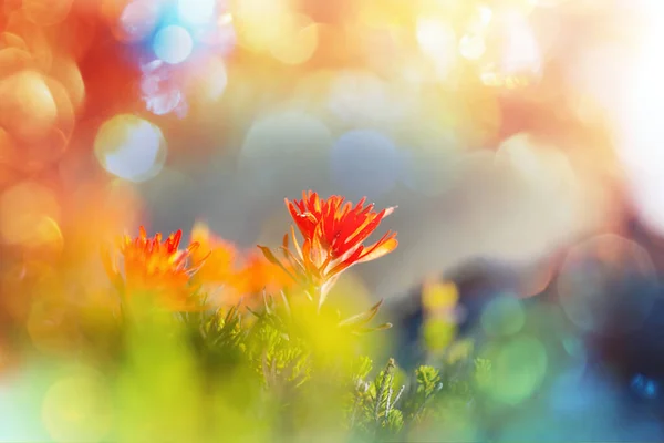 Close Shot Beautiful Flowers Suitable Floral Background — Stock Photo, Image