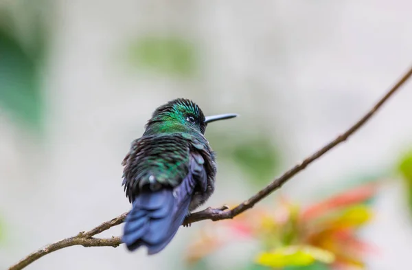 コスタリカ 中米のカラフルなハチドリ — ストック写真