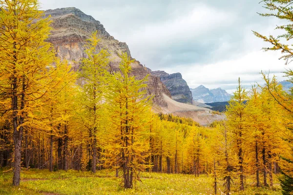 Güzel altın tarlalar dağlarda, sonbahar mevsiminde.
