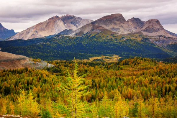 Hermosos Alerces Dorados Las Montañas Temporada Otoño — Foto de Stock