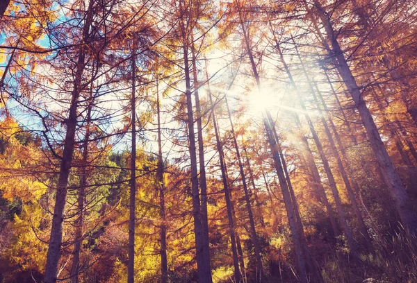 Beaux Mélèzes Dorés Montagne Saison Automne — Photo