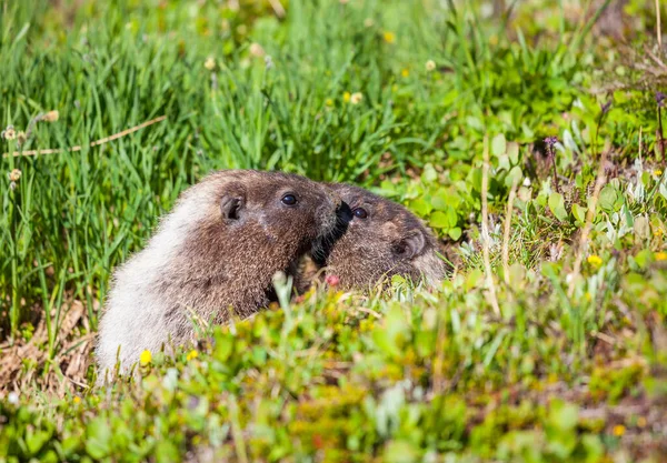 夏の山の牧草地でのマーモット 北米の野生の自然 — ストック写真