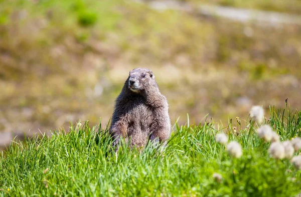 Yaz Dağlarında Çayırlarda Dağ Sıçanları Kuzey Amerika Vahşi Doğa — Stok fotoğraf