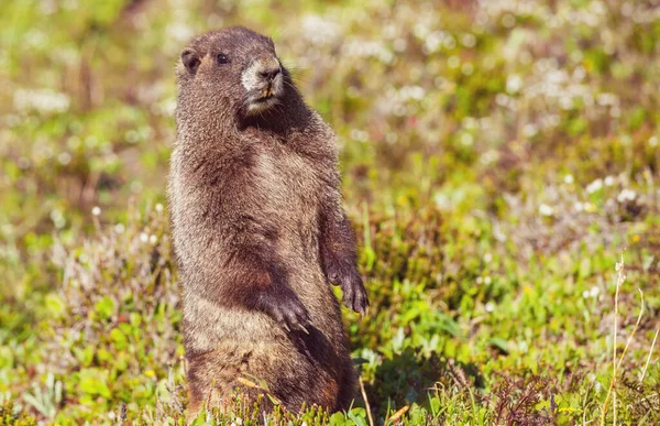 夏の山の牧草地でのマーモット 北米の野生の自然 — ストック写真