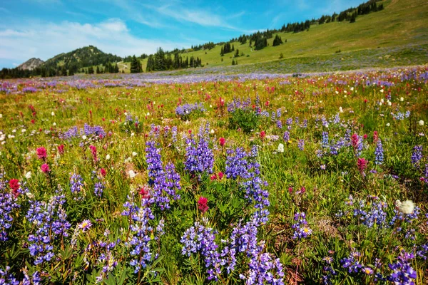 Berg Äng Solig Dag Naturligt Sommarlandskap — Stockfoto