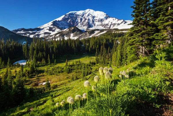 Mount Rainier National Park Washington — Stock Photo, Image