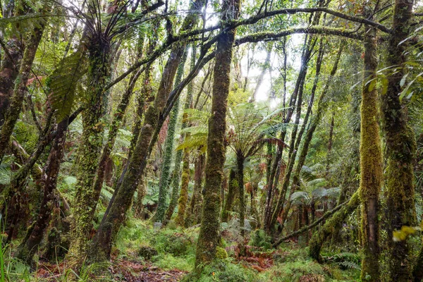 Nya Zeelands Tropiska Djungelskog Grön Naturlig Bakgrund — Stockfoto