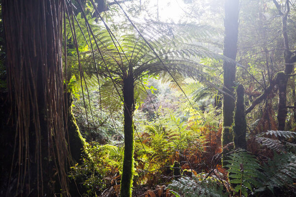 New Zealand tropical jungle forest. Green natural background