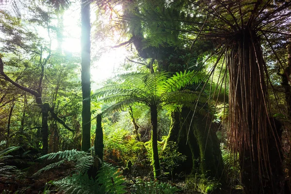 Yeni Zelanda tropikal orman ormanı. Yeşil doğal arkaplan