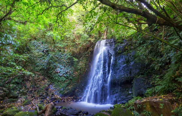 新西兰绿色雨林中美丽的瀑布 — 图库照片