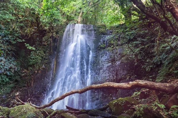 Bella Cascata Nella Foresta Pluviale Verde Nuova Zelanda — Foto Stock