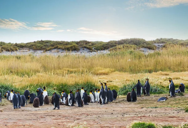 Колонія Короля Пінгвінів Aptenodytes Patagonicus Західному Узбережжі Вогняної Землі Чилі — стокове фото