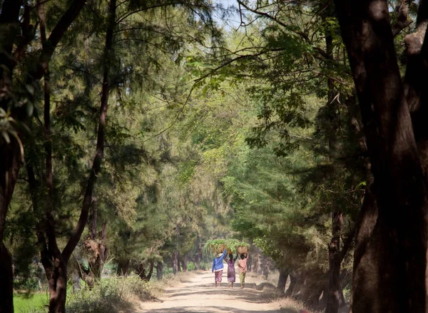 Kırsal yolda yürüyen otantik yerli kadın 
