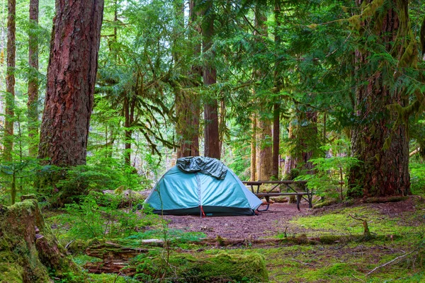 Tienda Turística Moderna Colgando Entre Árboles Bosque Verde — Foto de Stock