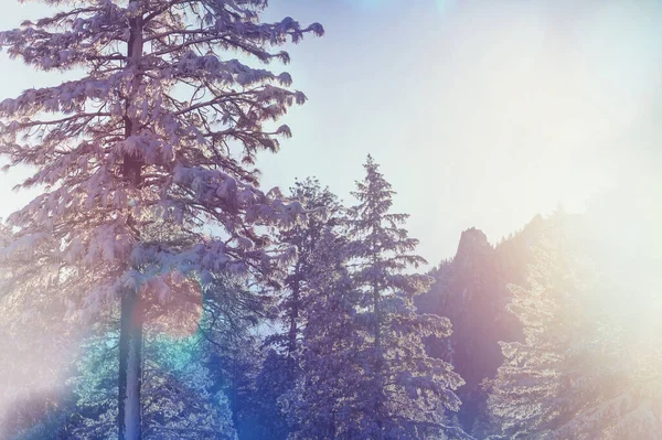 Natursköna Snötäckta Skogar Vintersäsongen Bra För Jul Bakgrund — Stockfoto