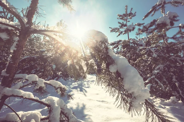 冬季的风景雪地森林 圣诞节背景不错 — 图库照片