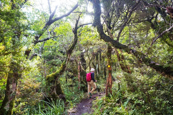 Caminhadas Tramping Nova Zelândia Conceito Viagem Aventura — Fotografia de Stock