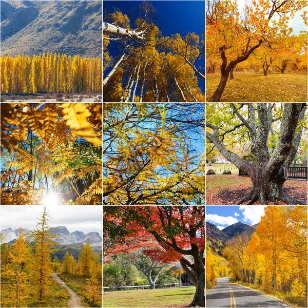 Oranžová Žlutá Podzimní Koláž Podzimní Pozadí — Stock fotografie