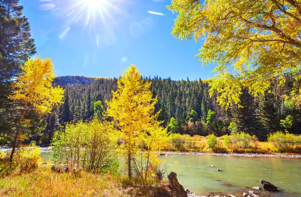 Kleurrijke Gele Herfst Colorado Verenigde Staten Herfstseizoen — Stockfoto