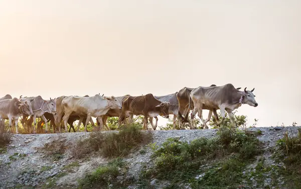 Herd Van Koeien Zomer Groen Akker Landbouw Land Bosbouw Weiland — Stockfoto