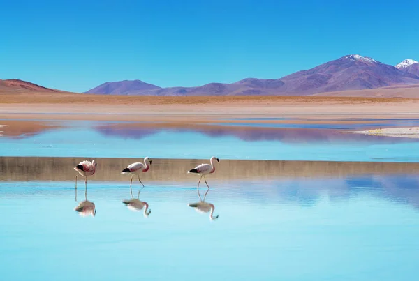 Flamingo Hermoso Lago Montañas — Foto de Stock