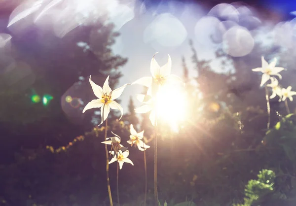 Närbild Vackra Blommorna Lämplig För Blommig Bakgrund — Stockfoto
