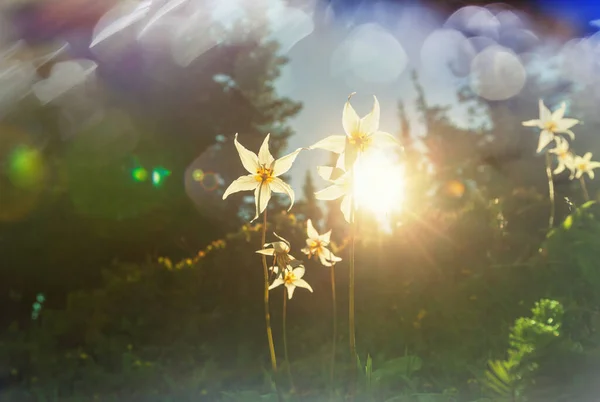 Een Close Van Prachtige Bloemen Geschikt Voor Bloemen Achtergrond — Stockfoto