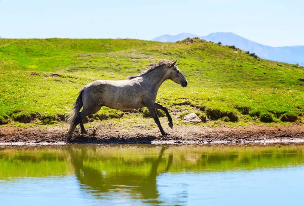 Pferd See Den Bergen — Stockfoto