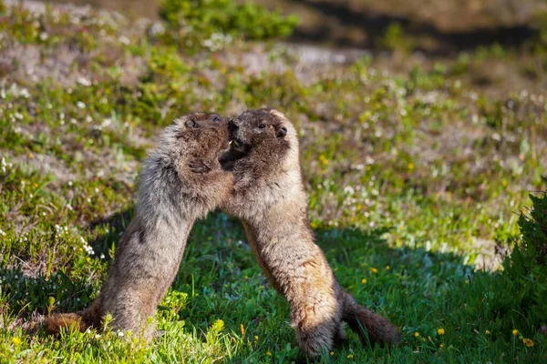 Marmotas Prado Las Montañas Verano Naturaleza Salvaje América Del Norte —  Fotos de Stock